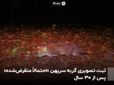 ثبت تصویری گربه سرپهن «احتمالاً منقرض‌شده» پس از ۳۰ سال