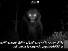 رفتار عجیب یک خرس گریزلی مقابل دوربین تله‌ای در کانادا؛ ویدیویی که همه را متحیر کرد