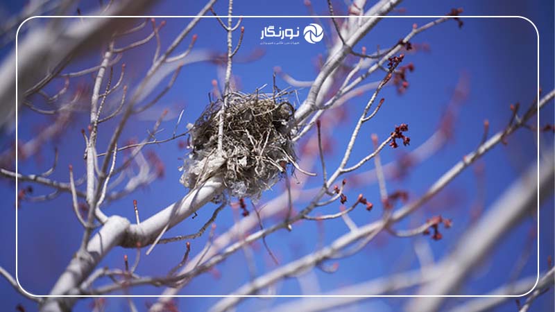 بررسی Sony FE 50-150mm F2 GM؛ لنز حرفهای