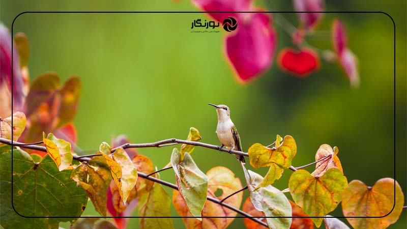 فوکوس لنز Sigma 135mm F1.4 DG Art برای پرتره