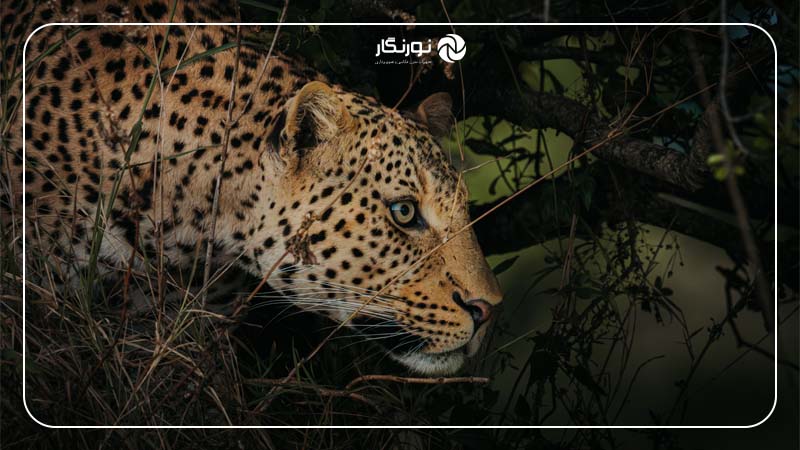 عکاسی حیاتوحش آفریقا با Sigma 150-600mm؛ تجربهای حرفهای