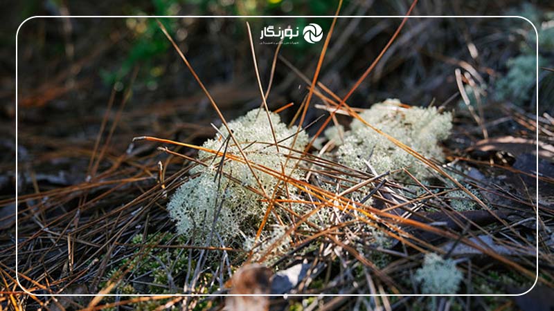 منوی ساده و حرفه‌ای هسلبلاد X2D II 100C