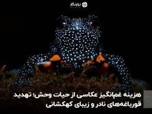 هزینه غم‌انگیز عکاسی از حیات وحش: تهدید قورباغه‌های نادر و زیبای کهکشانی
