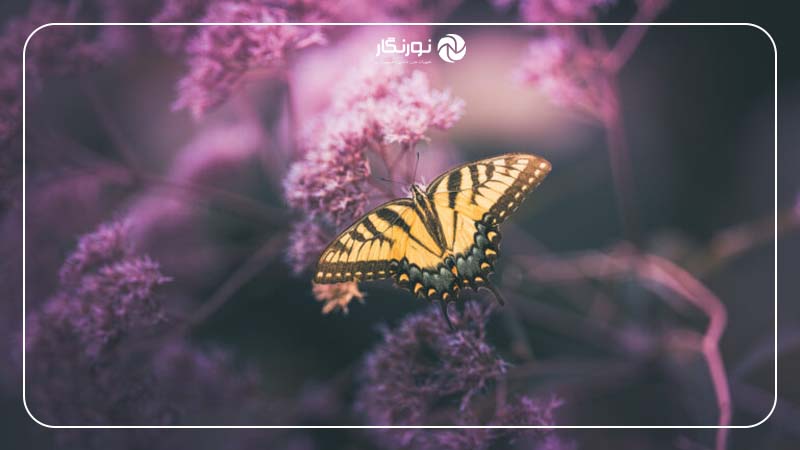 کاربردهای لنز Sigma 135mm F1.4 DG Art