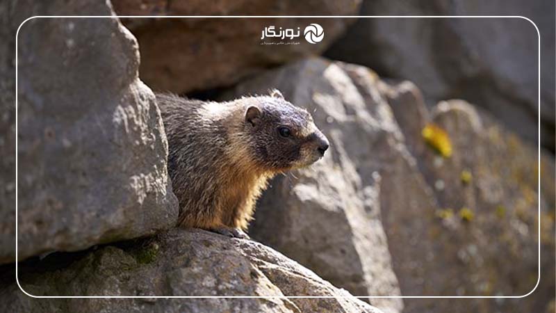 تجربه‌ای متفاوت با Sony FE 50-150mm F2 GM
