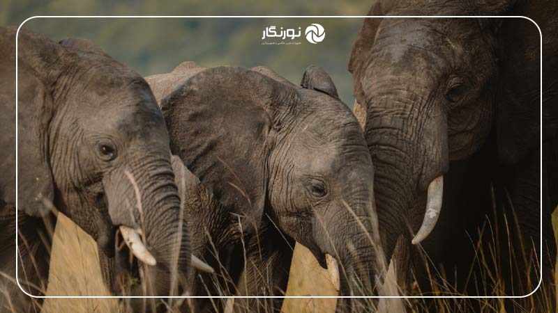 عکاسی حیاتوحش آفریقا با لنز Sigma 150-600mm؛ تجربهای حرفهای در قلب ماسای مارا