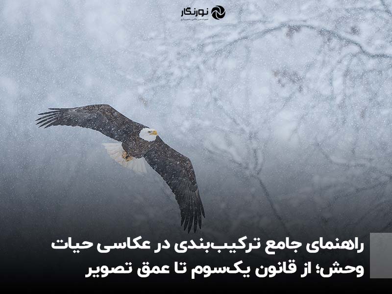 راهنمای جامع ترکیب‌بندی در عکاسی حیات وحش | از قانون یک‌سوم تا عمق تصویر