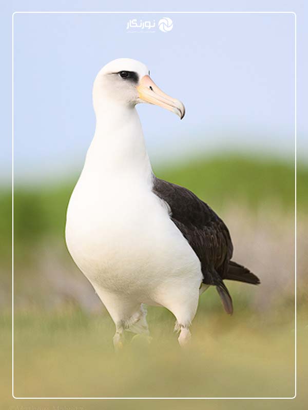 ترکیببندی در عکاسی حیات وحش