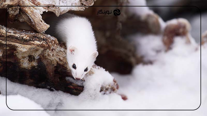 فوکوس روی چشم در ترکیببندی در عکاسی حیات وحش