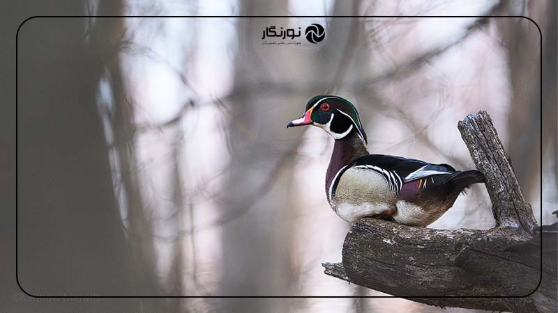 قانون یک‌سوم در ترکیب‌بندی در عکاسی حیات وحش