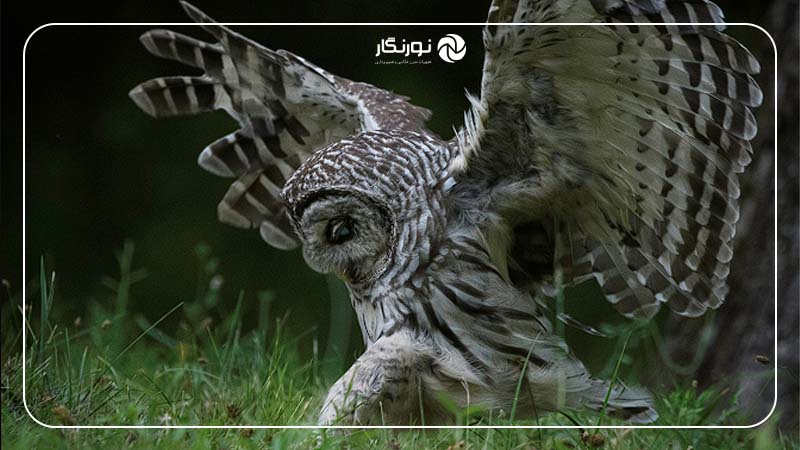 پر کردن کادر در ترکیببندی در عکاسی حیات وحش