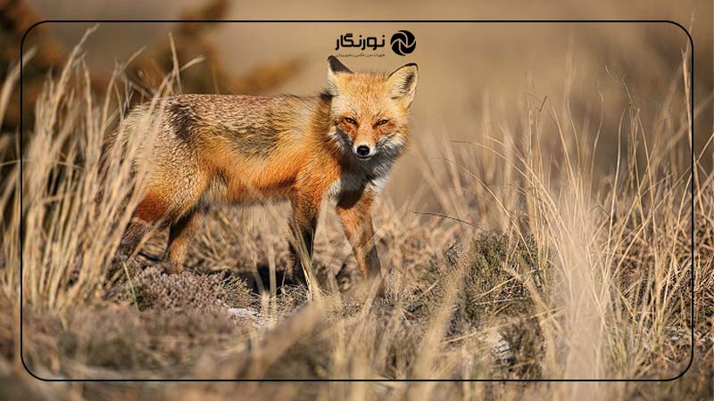 پرسپکتیو در ترکیببندی در عکاسی حیات وحش