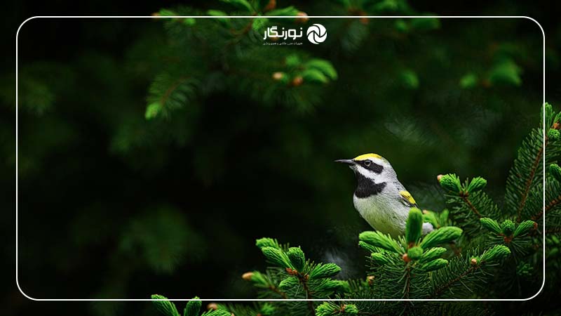 پس‌زمینه و پیش‌زمینه در ترکیب‌بندی در عکاسی حیات وحش