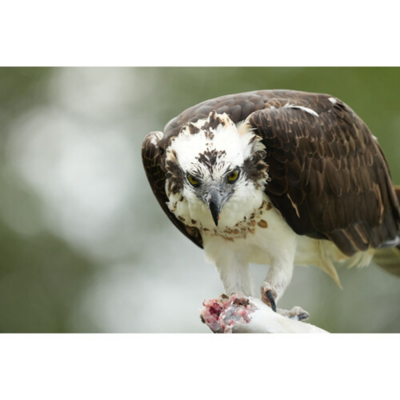 نمونه عکس حیات وحش 4 / لنز سونی Sony FE 400-800mm f/6.3-8 G OSS Lens