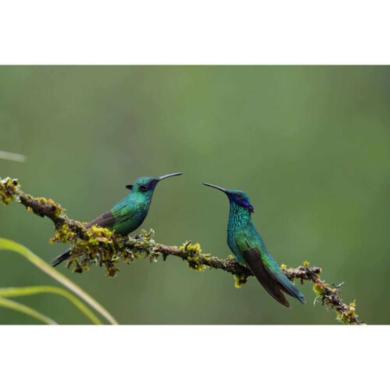 نمونه عکس از گیاه و پرنده / لنز سونی Sony FE 400-800mm f/6.3-8 G OSS Lens