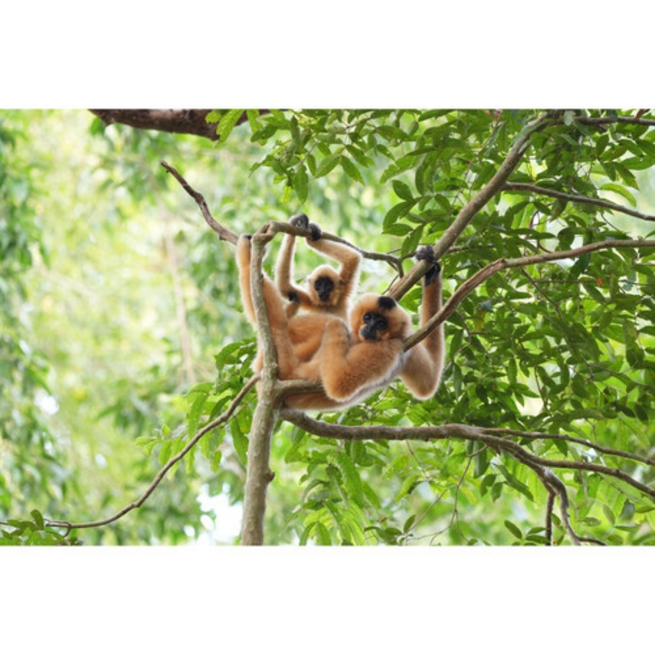 عکاسی حیات وحش / لنز سونی Sony FE 400-800mm f/6.3-8 G OSS Lens