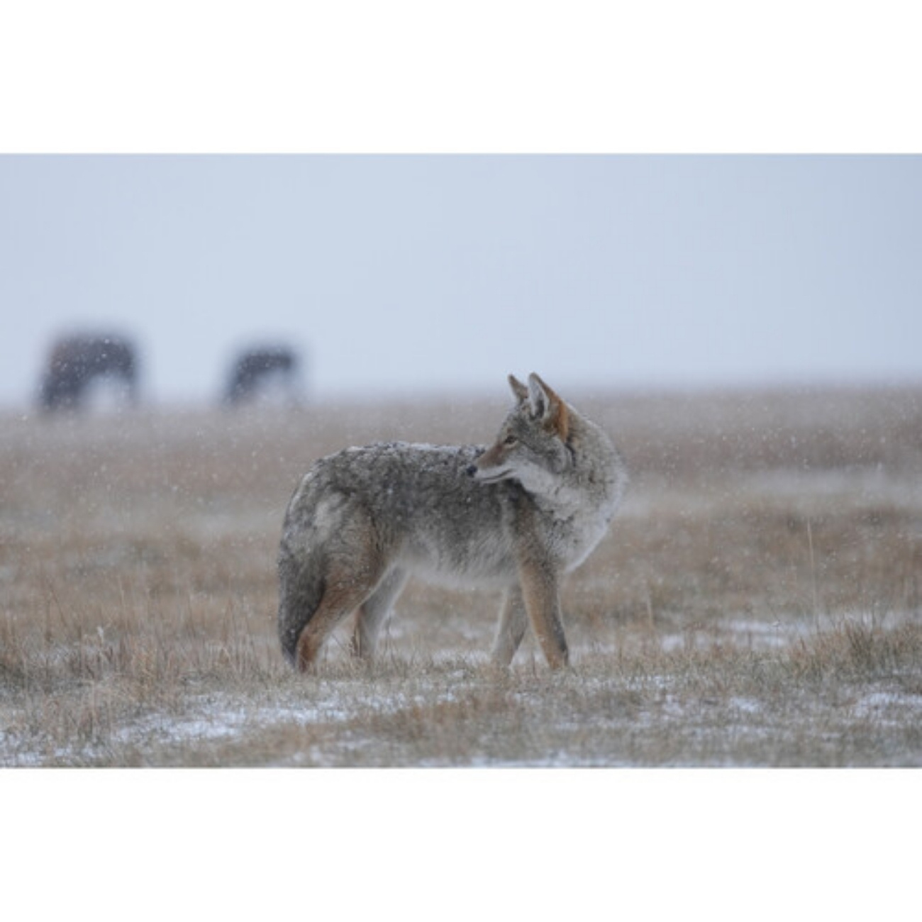 نمونه عکس حیات وحش2 / لنز سونی Sony FE 400-800mm f/6.3-8 G OSS Lens