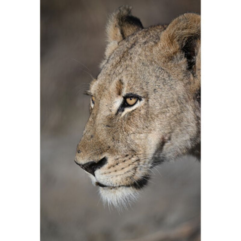 زوم لنز دوربین بدون‌آینه نیکون Nikon NIKKOR Z 100-400mm f/4.5-5.6 VR S Lens