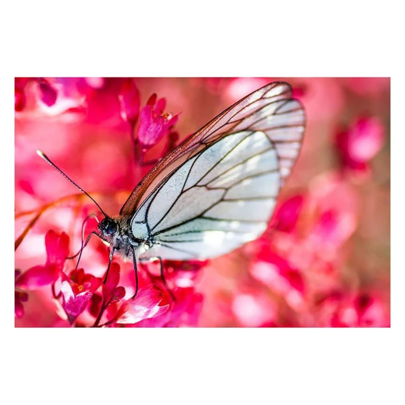 نمای کاربردی از فیلتر کلوزآپ کرنل Kernel CLOSE-UP(+10) 82mm Lens Filter