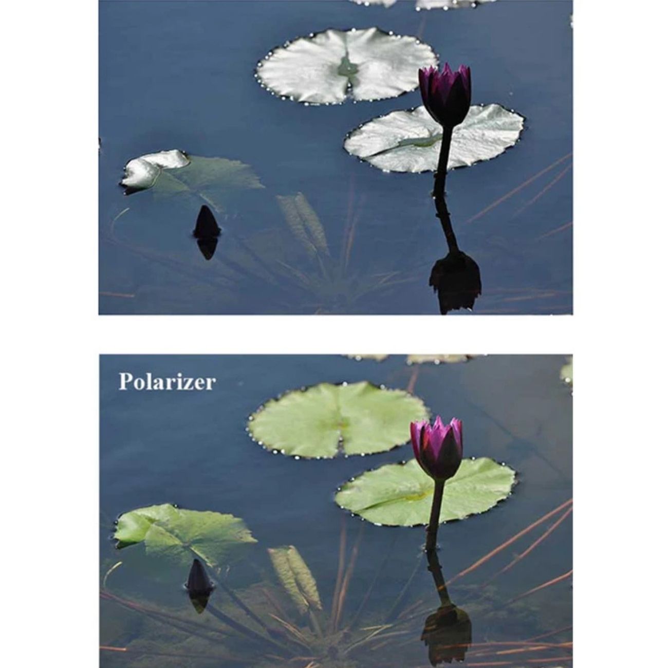 نمای کاربردی فیلتر بی پلاس دبلیو B+W 52mm Circular Polarizer CPL Slim Filter