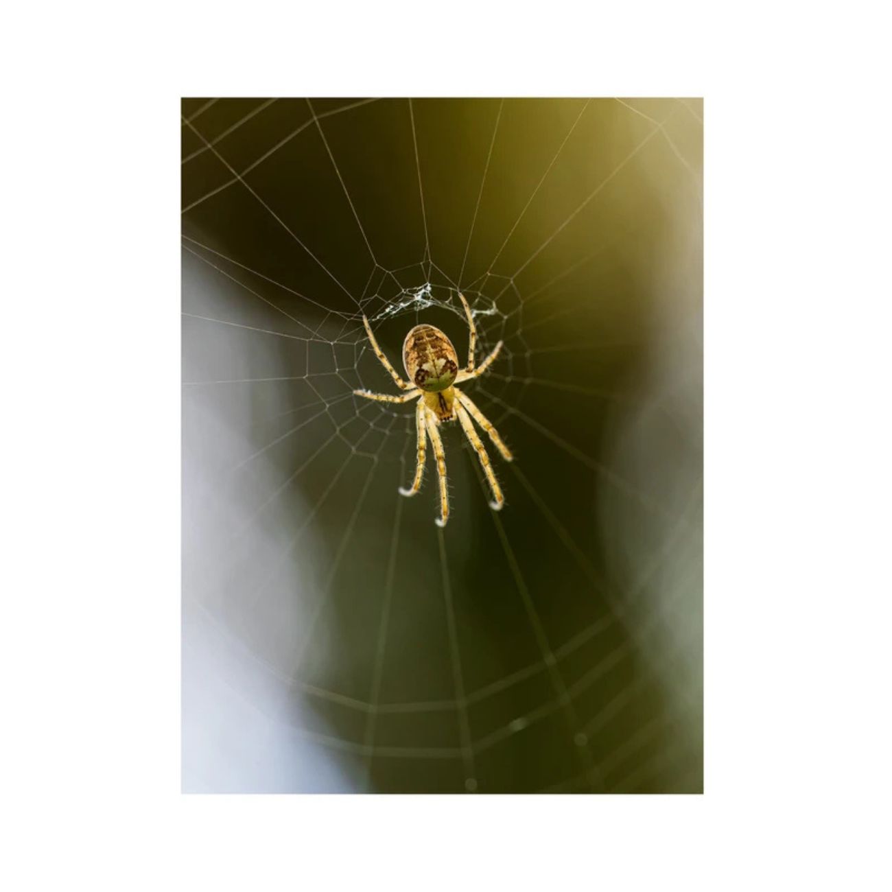 نما از روبرو لنز کلوزآپ کرنل Kernel Close-Up +1+2+4 58mm Filter