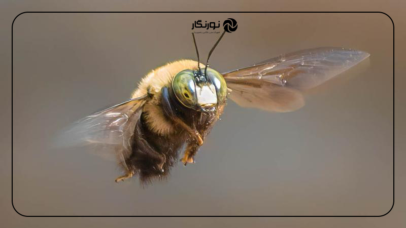 تثبیت کننده تصویر لنز کانن Canon EF 70-300mm f/4-5.6 IS II USM