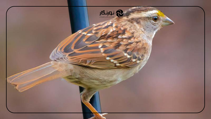 کیفیت تصویر لنز کانن Canon EF 70-300mm f/4-5.6 IS II USM
