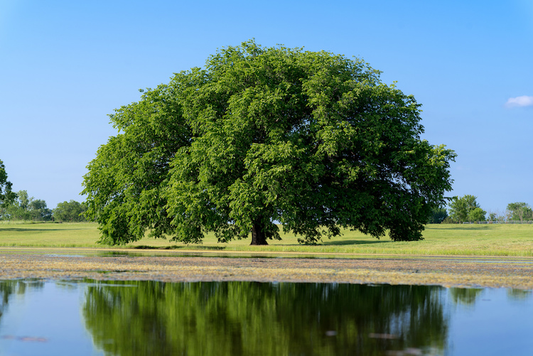 زوم در live view