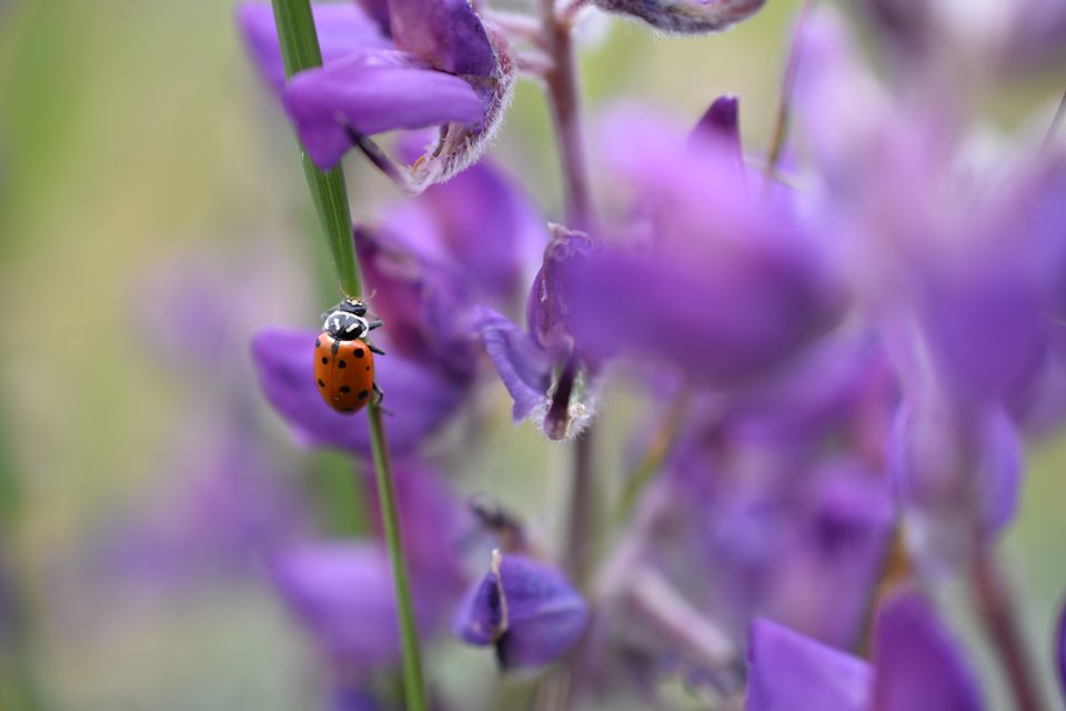 nikon_dslr_d3400_ladybug_a5-sample-960-large