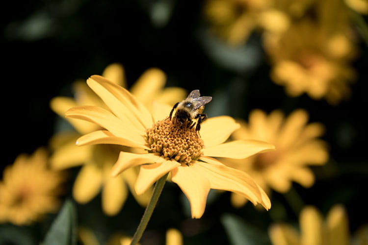 دوربین Canon EOS 750D