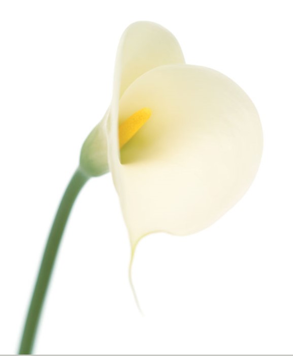 عکاسی کلوز آپ از گلها