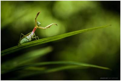 لنز سیگما Sigma 150mm for Canon