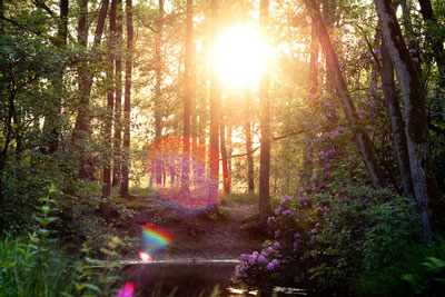 فلر در لنزها