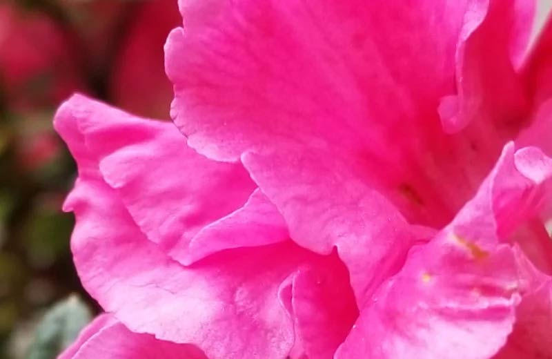 Samsung Galaxy S8+ crop