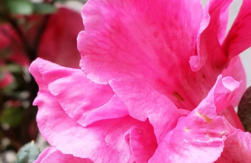 Samsung Galaxy S9+ crop
