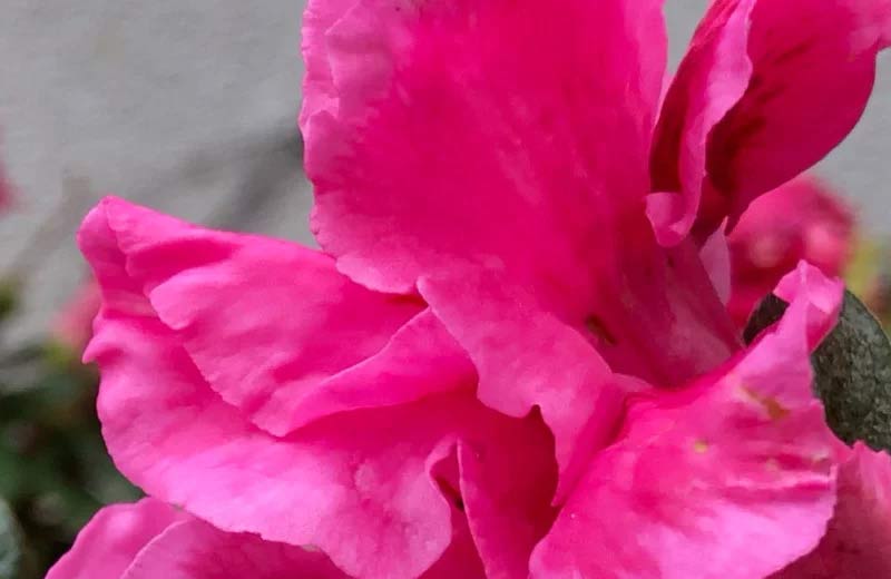 iPhone X crop