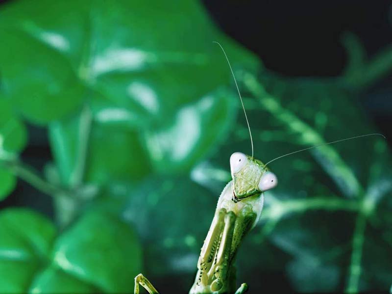 سبک عکاسی ماکرو