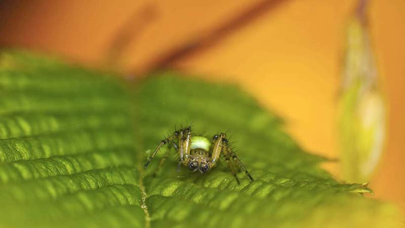 سبک عکاسی ماکرو