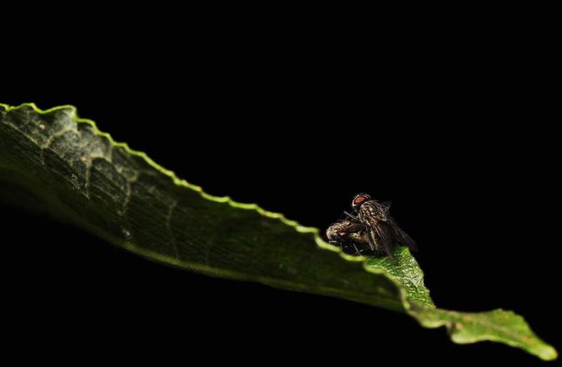 سبک عکاسی ماکرو