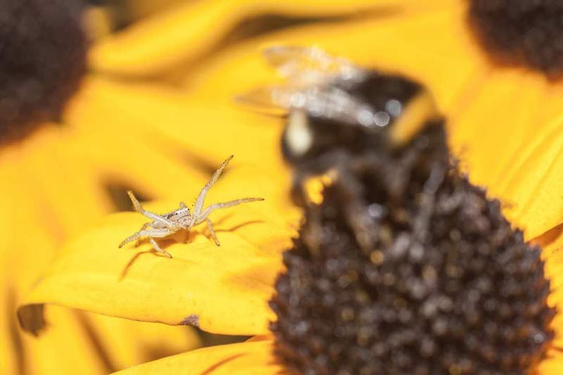 سبک عکاسی ماکرو