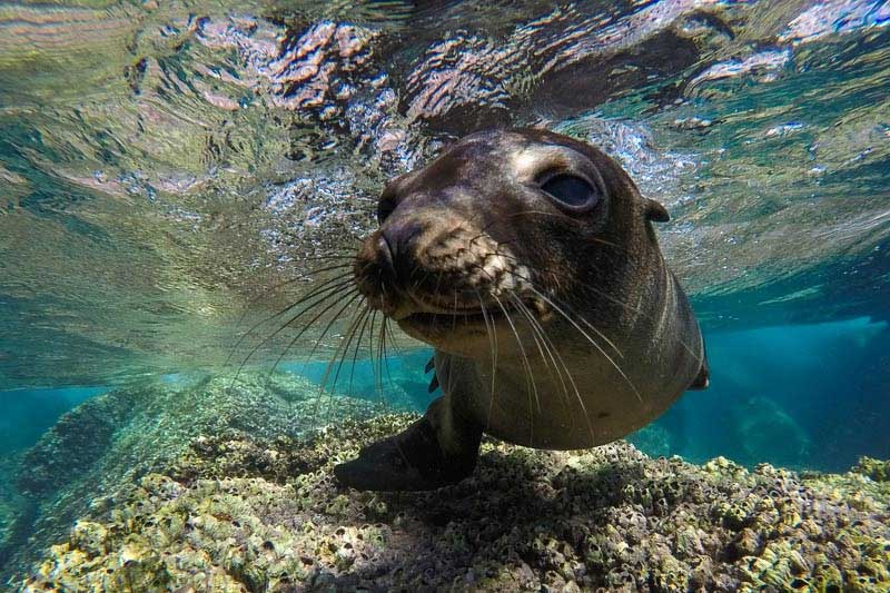 دوربین های گوپرو