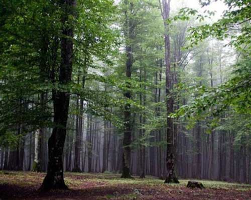 آبشار گزو و جنگلهای لفور سوادکوه