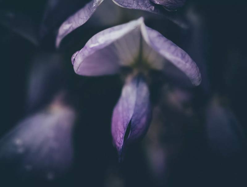 پریستهای لایتروم