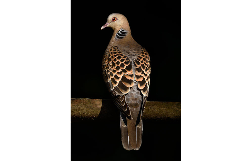 میکرو کنتراست