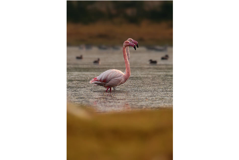 کنتراست رنگ