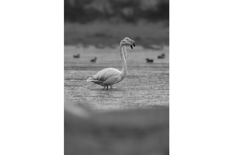 کنتراست رنگ در عکاسی