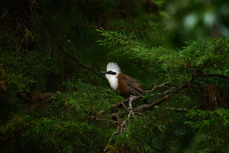 کنتراست در طبیعت