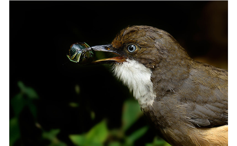 کنتراست در عکس حیات وحش