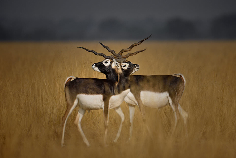 کنتراست نور در طبیعت