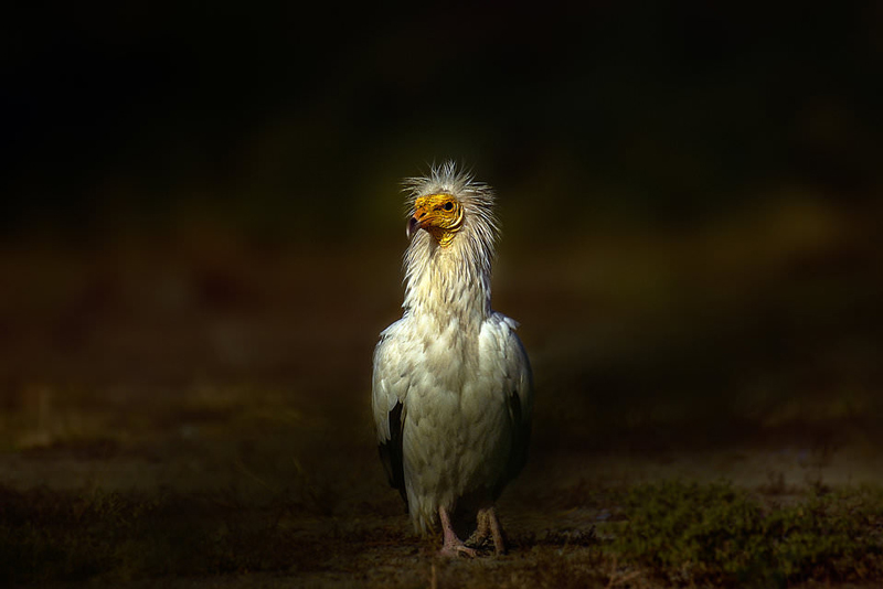 کنتراست اصلی